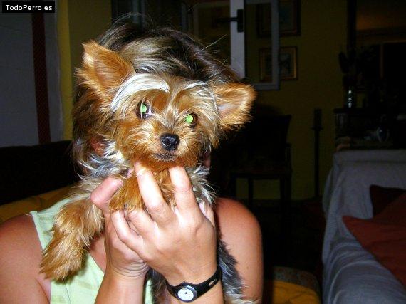 La foto del perro Lia y nani Foto del perro Lia y nani