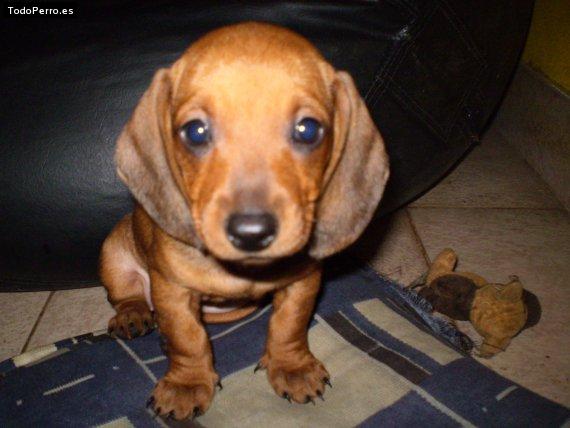 Foto del perro Mel