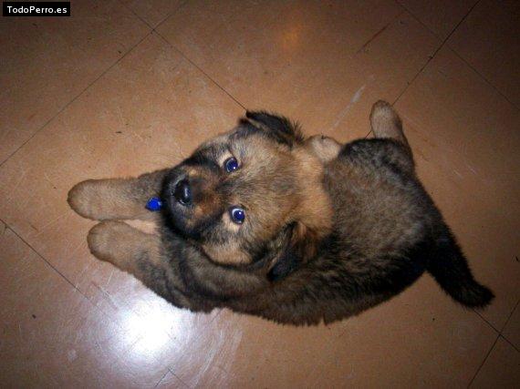 La foto del perro Scot Foto del perro Scot