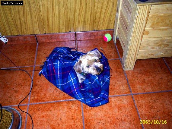 La foto del perro