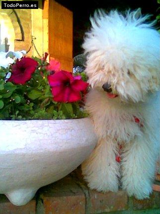 Foto del perro Constanza