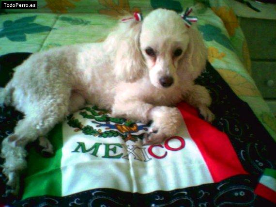 Foto del perro Honey