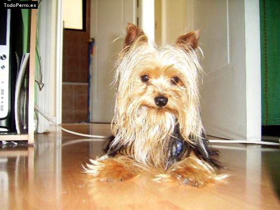 Foto del perro Robin