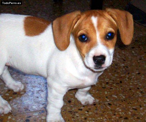 La foto del perro Gloria Foto del perro Gloria