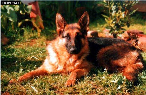 La foto del perro Gretel Foto del perro Gretel