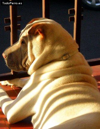 La foto del perro