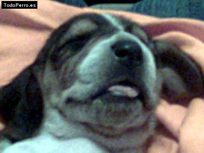 Foto del perro Mia