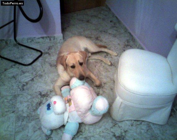 Foto del perro Athos