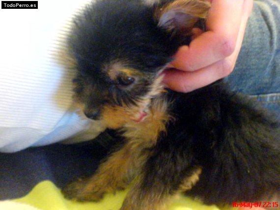 La foto del perro Daisy Foto del perro Daisy