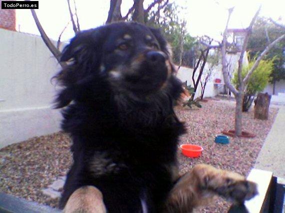 La foto del perro Kiko Foto del perro Kiko