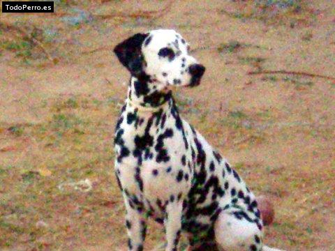 Foto del perro Sultan