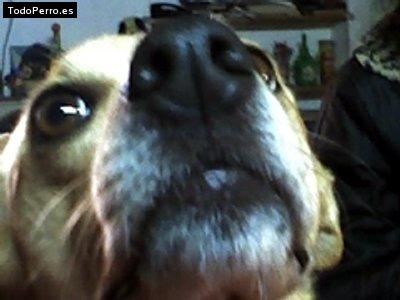 Foto del perro Reina