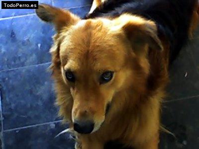 Foto del perro Chester