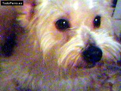 La foto del perro Matute Foto del perro Matute