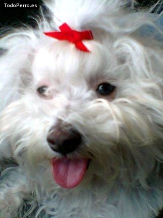 Foto del perro Nikita