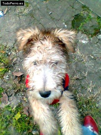 La foto del perro Rulito Foto del perro Rulito