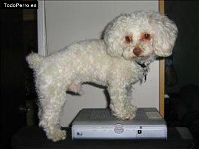 Foto del perro Copito de nieve