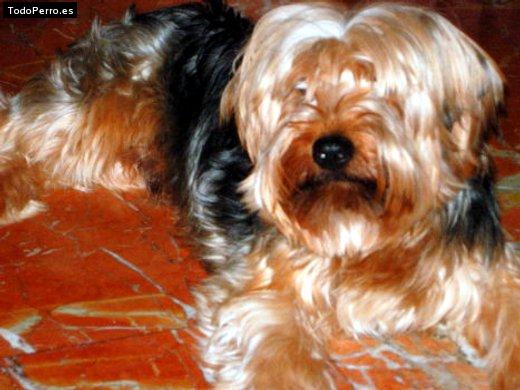 Foto del perro Rocky