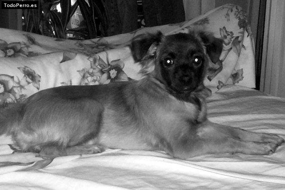 La foto del perro Katrina Foto del perro Katrina