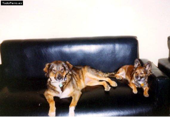 Foto del perro China y chifo