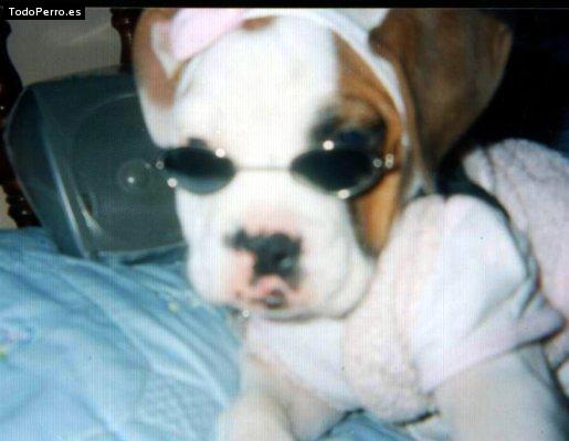 Foto del perro Chata