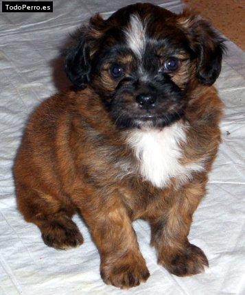 Foto del perro Chispa