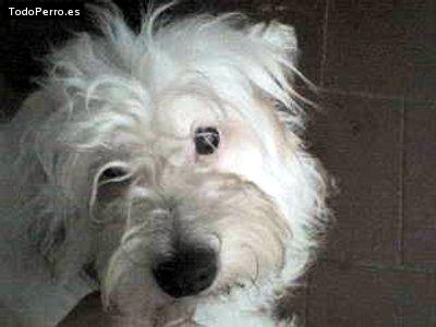 La foto del perro Gino Foto del perro Gino