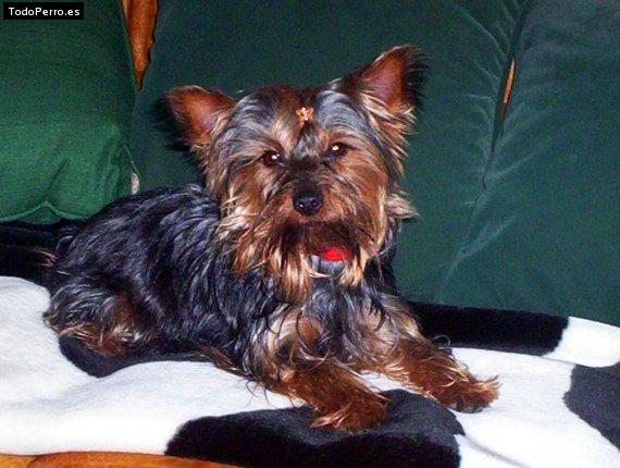 La foto del perro Dalila Foto del perro Dalila