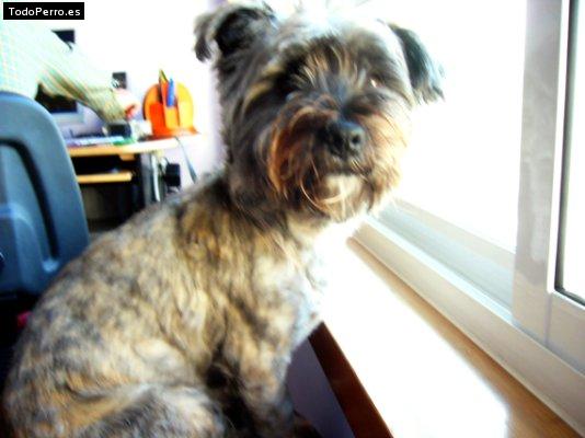 La foto del perro Pipo Foto del perro Pipo