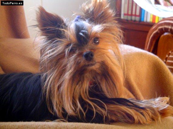 Foto del perro Happy