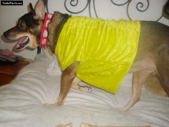 La foto del perro Pelusa maria Foto del perro Pelusa maria