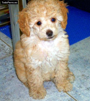 Foto del perro Wanda
