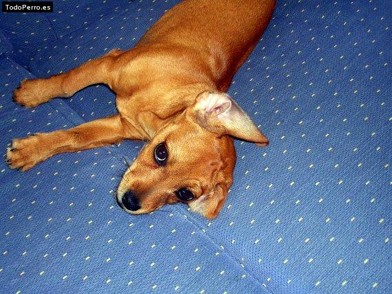 Foto del perro Wendy