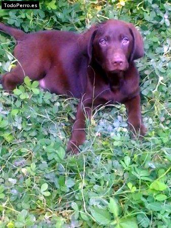 La foto del perro Dimon Foto del perro Dimon