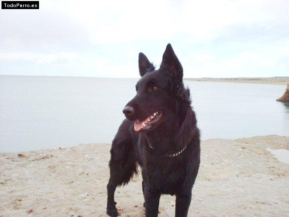 Foto del perro Gahia