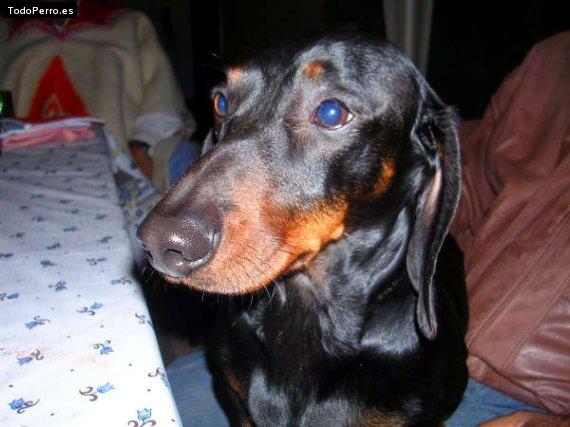 Foto del perro Carmelo