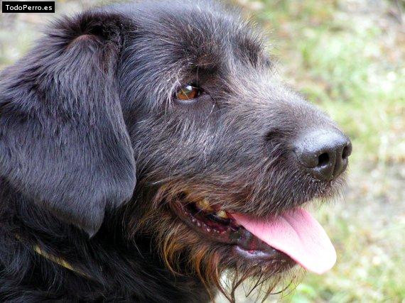 Foto del perro Cobra