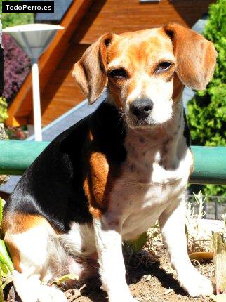 La foto del perro Pusi Foto del perro Pusi