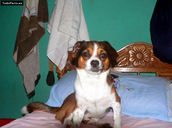 Foto del perro Ruperth