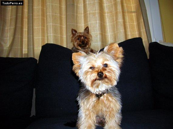 La foto del perro Seth Foto del perro Seth