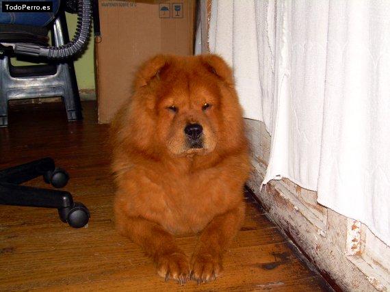 La foto del perro Guaton Foto del perro Guaton