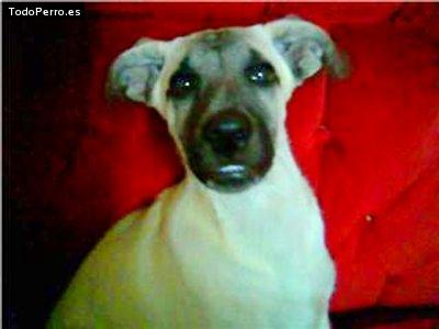 La foto del perro Scott Foto del perro Scott