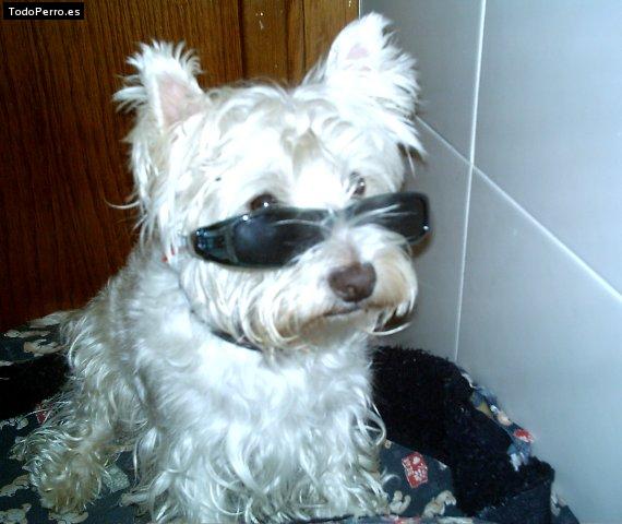 Foto del perro Traca