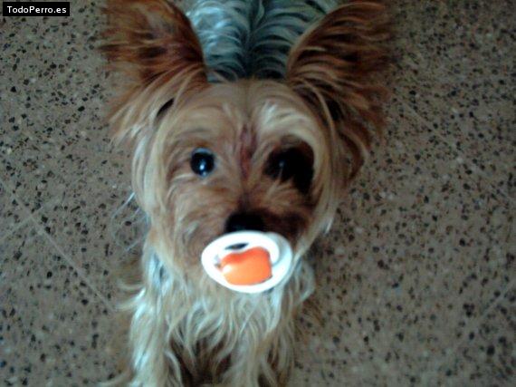 Foto del perro Ronny