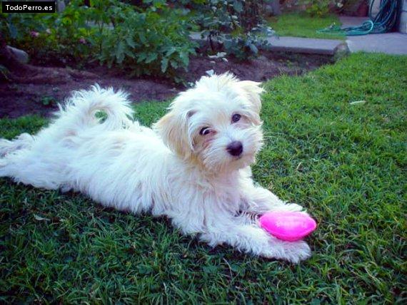 Foto del perro Candela