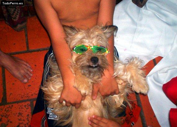 La foto del perro Sam Foto del perro Sam