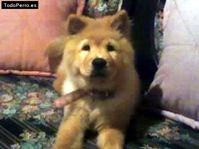 La foto del perro Samanta Foto del perro Samanta