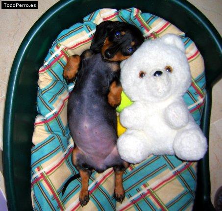 Foto del perro Cookie
