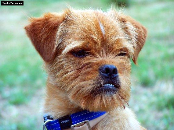 Foto del perro Chimo