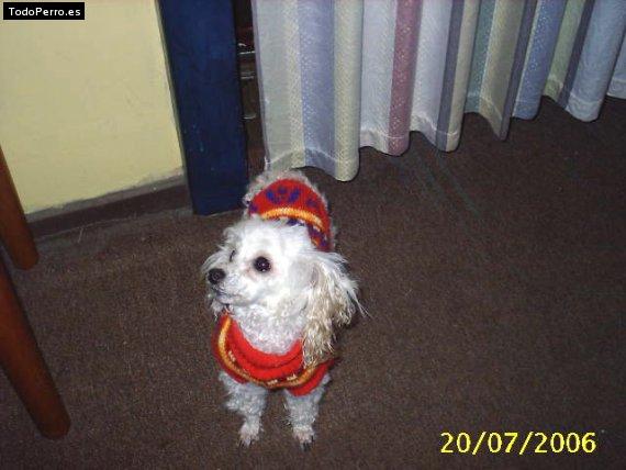 Foto del perro Cintita